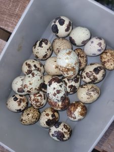 Picture of Celadon colored quail eggs